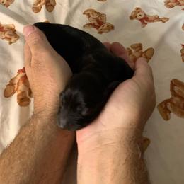 Girl 1 - Black female Dachshund puppy in Vinton, Iowa from Lerch Family Dachshunds