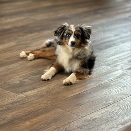 Cinco - Toy Australian Shepherd