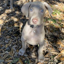Goldendoodle, Great Dane, and Weimaraner Puppies from DoodleDandy & Danes