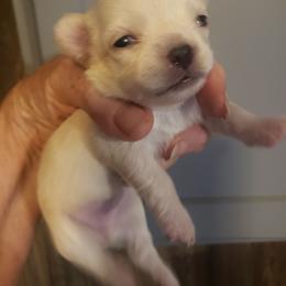 Tiny Tina - Cream female Chihuahua puppy in Nc, Florida from Brusseluv2