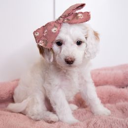 Aspen - Parti female Goldendoodle puppy in St. George, Utah from Dashing Doodle Pups