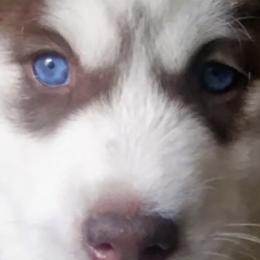 Siberian Huskies from Blue Moon's Huskies