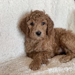 Goldendoodle Puppies from AZ/CO Designer Goldendoodles