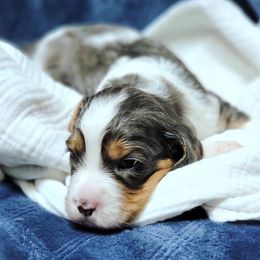 Cavapoo Puppies from Southwest Cavapoos