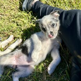 Cassie - White and blue merle female Border Collie puppy in Kountze, Texas from Bridges Border Collies