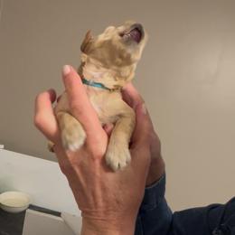 Miniature Schnauzer Puppies from Laurel Crown Schnauzers