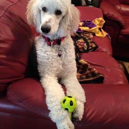Poodle Puppies from McJare's Puppy Palace