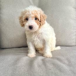 Boone - Brown and white male Bernedoodle puppy in Goldsboro, North Carolina from The Grantham House