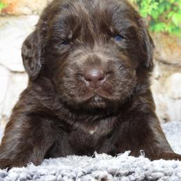 Misha Female Orange Collar - Brown female Newfoundland puppy in Dalton, Ohio from Newfforu