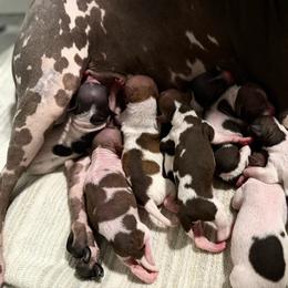 Puppy 5 - Black tan and white female American Hairless Terrier puppy in Florence, Arizona from Resolute Kennels