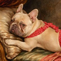 Millie - French Bulldog