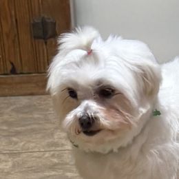 Bulldogs and Maltese from Brost Maltese