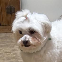 Bulldogs and Maltese from Brost Maltese