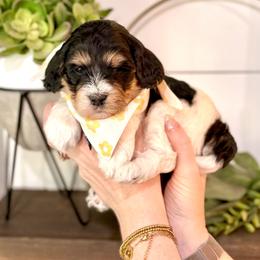 Boy 2 - Tri-color male Bernedoodle puppy in Salt Lake County, Utah from Coco Avenue Pups