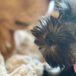 Miniature Schnauzers from Schnauzers of Blue Ridge