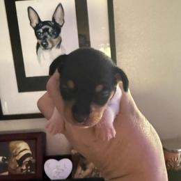 Pup A - White black and tan male Toy Fox Terrier puppy in Clermont, Florida from Debbie Hiles's Toy Fox Terriers