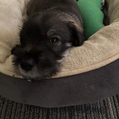 Standard Schnauzer Puppies from Harbor Hill Standard Schnauzers