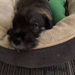 Standard Schnauzer Puppies from Harbor Hill Standard Schnauzers