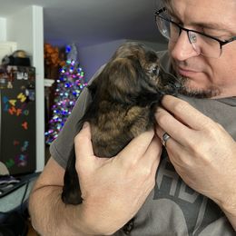 Sweetie Brindle - Brindle male Dachshund puppy in Prescott, Arizona from Dachshund Family Love Breeders