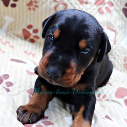 Yellow collar 380 - Black and rust male Doberman Pinscher puppy in Harmony, North Carolina from Havenhaus Dobermans