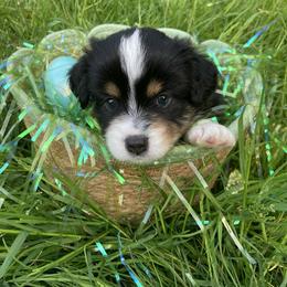 Miniature American Shepherd and Toy Australian Shepherd Puppies from Riverstone Aussies