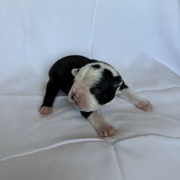 Boy 1 - Black and white male Boston Terrier puppy in Mustang, Oklahoma from Katelyn’s Boston terriers