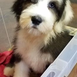 Old English Sheepdog Puppies from Wild-n-Woolly Old English Sheepdogs