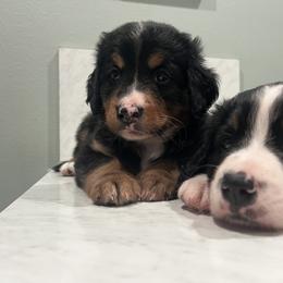 Bernedoodle Puppies from Cove Creek Companions