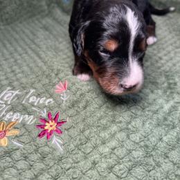 Bernedoodle and Goldendoodle Puppies from CocoLove Doodles