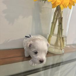 Alvin - White male Maltese puppy in Raleigh, North Carolina from Loveable Litters