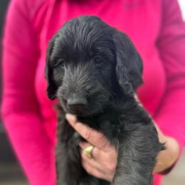Merry - Black female Goldendoodle puppy in St Johns, Florida from Nini's Poodles and Doodles of St. Johns Co.