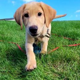 Labrador Retrievers from Shay Zokal