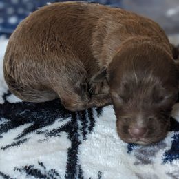 Yellow collar - Fawn female Companion Cross puppy in Tom's Brook, Virginia from rising sun duck tollers