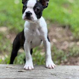 Gladys - Black and white female Boston Terrier puppy in Conyers, Georgia from Dixe Hill Dogs