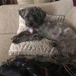 Shorkie All Grown Up from Roover's Oklahoma Shorkies