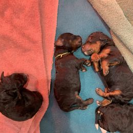 Bernedoodle Puppies from Sun Dog, Port Angeles