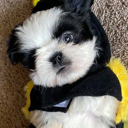 Shih Tzus from Arizona Shih Tzu Land
