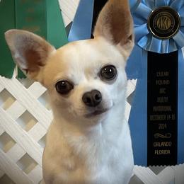 Chihuahuas from Knox Rock'n Chihuahuas