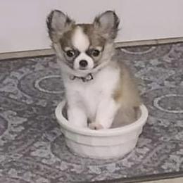 Chihuahua Puppies from Strawberry River Kennel