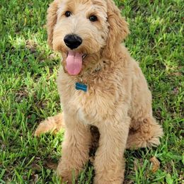 Goldendoodle Puppies from SunriseDoodles