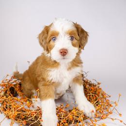 Queen Shanti (purple collar) - Merle female Bernedoodle puppy in Lehi, Utah from Heart J Bernedoodles