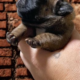 Brown Boy - Fawn and white male French Bulldog puppy in Spanaway, Washington from Beloved Frenchies