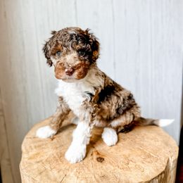 Skye - Red merle female Aussiedoodle puppy in Arlington, Washington from Doodle Love Laugh