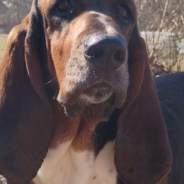Missy - Basset Hound