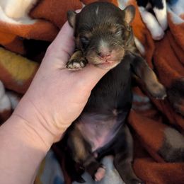 Chocolate and tan Girl - Chocolate female Cavapoo puppy in Newport Beach, California from WW Cavapoos
