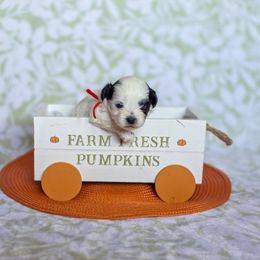 Dracula - Red Collar - Black and white male Shichon puppy in Troy, Ohio from Oodles of Doodles
