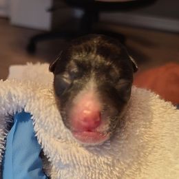 Girl 1 - White and black female Teddy Roosevelt Terrier puppy in Claremore, Oklahoma from Travelin' Man Terriers