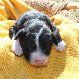Falcon - White and black male Bordoodle puppy in Winnsboro, Texas from Pecan Grove Pups