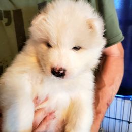 Samoyed Puppies from White Sea Samoyeds