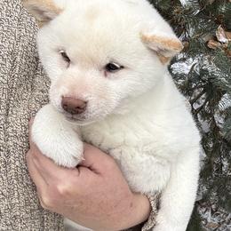 Buddy - Cream male Shiba Inu puppy in Winthrop, Minnesota from Kayobi Shibas